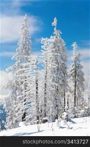 winter snowy fir trees on mountainside on blue sky background