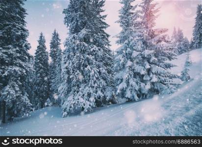 Winter snowy forest at sunny day