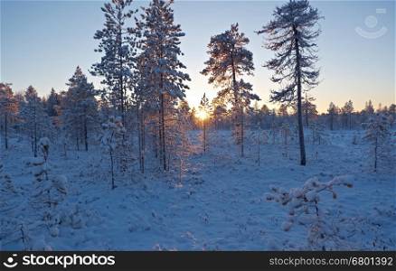 Winter snowy forest at sunset. Beautiful Christmas landscape