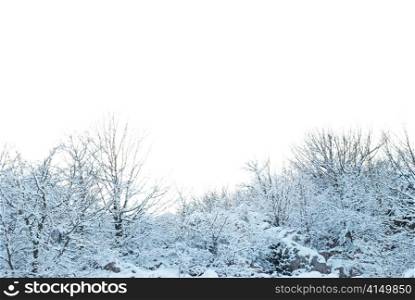 Winter snowy forest background isolated on white