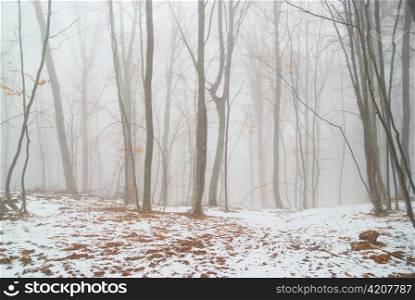 Winter snowy forest in the dense fog.
