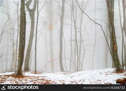 Winter snowy forest in the dense fog.
