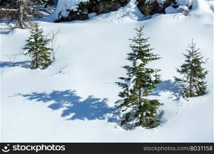 Winter snowy mountain hill with snowdrifts and small fir trees.