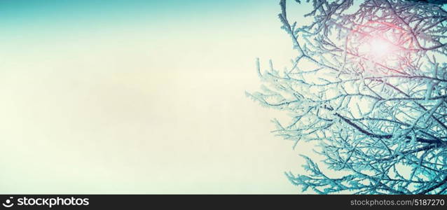 Winter snowy tree branches at colorful sky background with space for text, banner