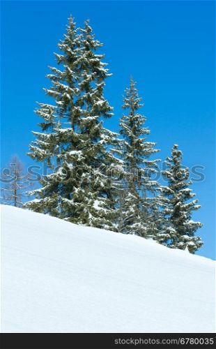 Winter spruce trees on mountain slope on blue sky background.