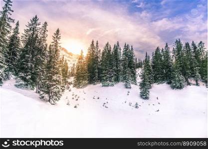  Winter sun through fir forest - Snowy landscape in the Austrian Alps with the sun shining through a fir forest and mountain peaks. Picture taken in Ehrwald, Austria.