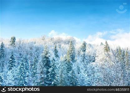 Winter sunny forest with pine trees in snow and blue sky