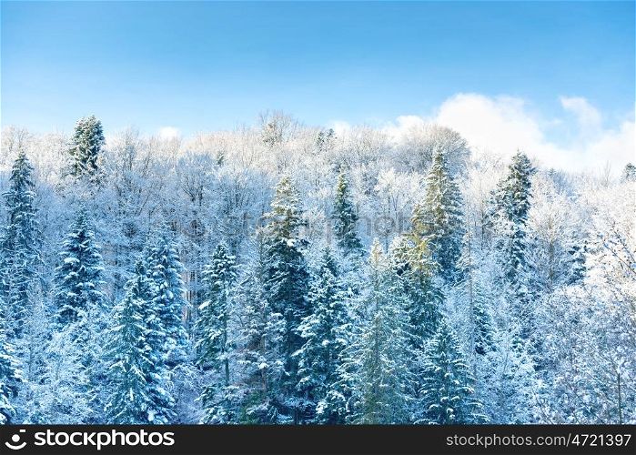 Winter sunny forest with pine trees in snow and blue sky