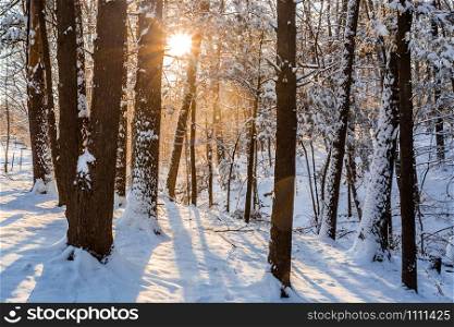 Winter sunrise forest snow with warm orange light and shadows. Winter sunrise forest snow with warm orange light