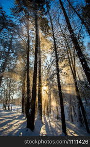 Winter sunrise forest snow with warm orange light and shadows. Winter sunrise forest snow with warm orange light