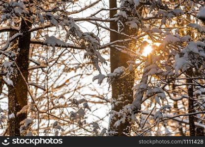 Winter sunrise forest snow with warm orange light and shadows. Winter sunrise forest snow with warm orange light