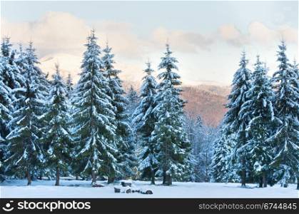 winter sunset mountain landscape with fir trees forest (Carpathian, Ukraine)
