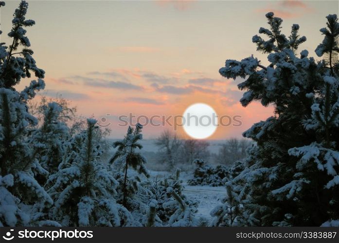 winter sunset. The bright red sun above tops of fur-trees