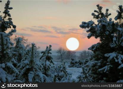 winter sunset. The bright red sun above tops of fur-trees