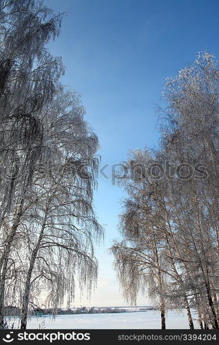 winter sunset with frozen trees