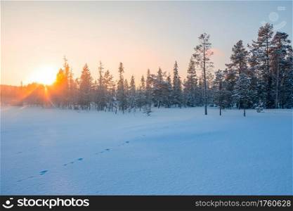 Winter. The edge of a short pine forest. The sun setting in the clear sky and shines through the treetops. Edge of the Winter Northern Forest and the Sunset Behind the Pines
