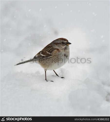 Winter Time And A Sparrow In Snow