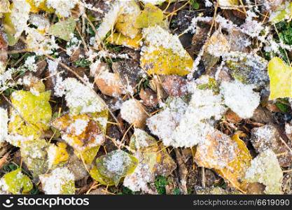 Winter time - frosted fallen yellow leaves background. Winter landscape with snow