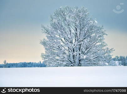  Winter tree                            
