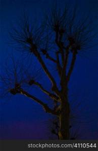 Winter tree at night, Primrose Hill, London