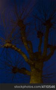 Winter tree at night, Primrose Hill, London