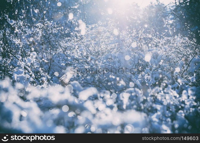 Winter tree close-up. Branches in snow and frost. Morning sunshine. Winter tree, branches in snow and frost close-up.