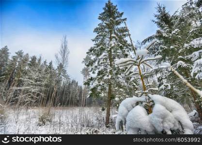 winter tree covered with fluffy snow