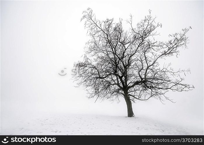 Winter tree in fog