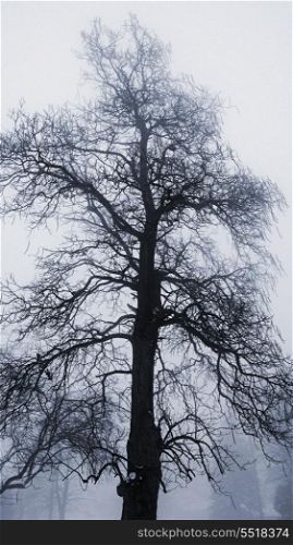 Winter tree in fog. Single tall leafless tree in winter fog