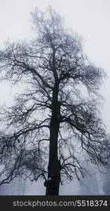 Winter tree in fog. Single tall leafless tree in winter fog