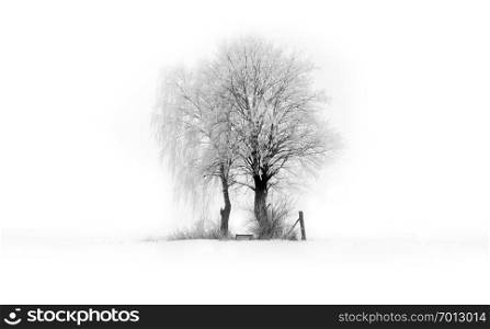 Winter tree Munich, Germany