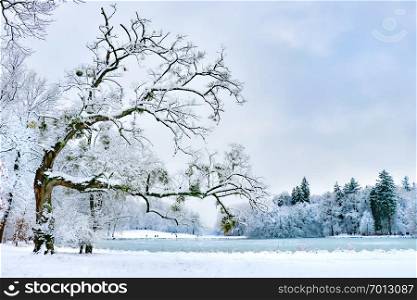Winter tree Munich, Germany