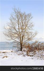 Winter tree on shore