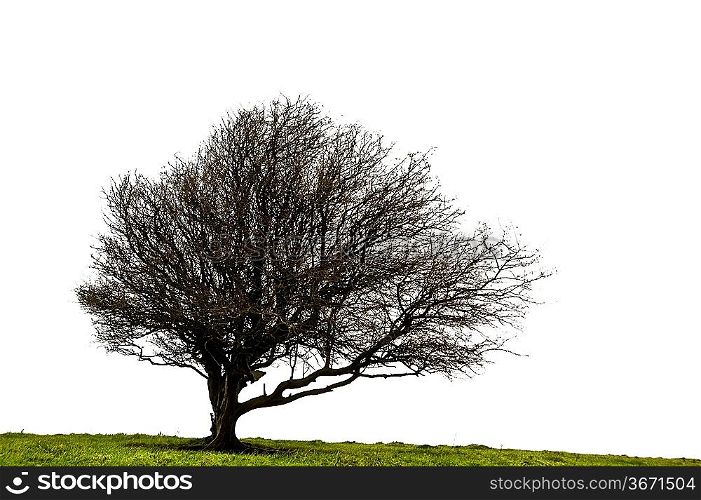 Winter tree stripped of leaves against white background