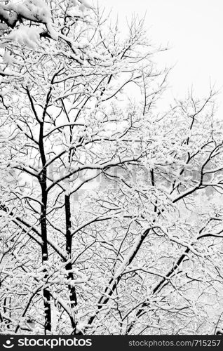 Winter trees after heavy snowfall. Black and white image