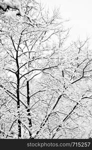 Winter trees after heavy snowfall. Black and white image