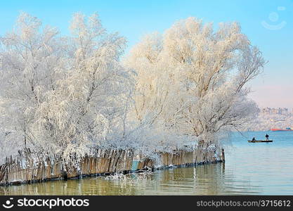 winter trees covered with frost