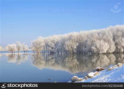 Winter trees covered with frost on Danube river