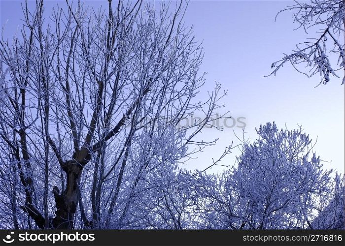Winter trees covered with hoarfrost against a blue sky