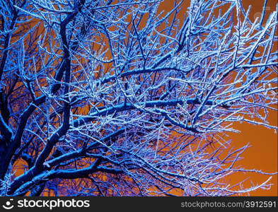 Winter trees in blue light and night cloudy sky in light of city