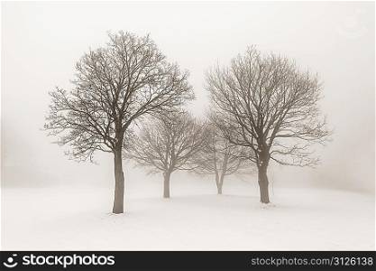 Winter trees in fog