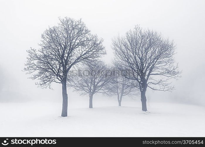 Winter trees in fog