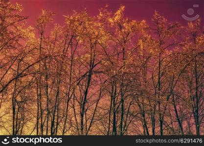 Winter trees in the ice against the red sky