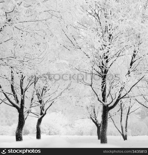 winter trees on snow white background