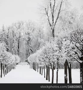 winter trees on snow white background