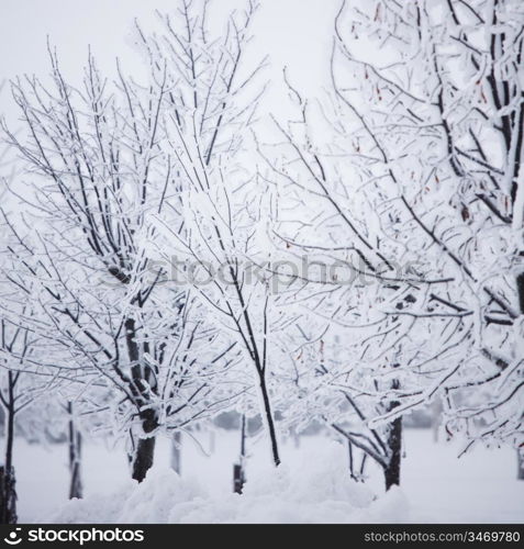 winter trees on snow white background