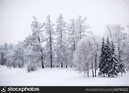 winter trees on snow white background