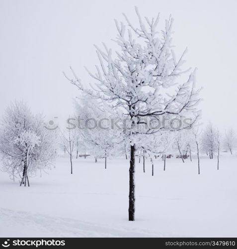 winter trees on snow white background