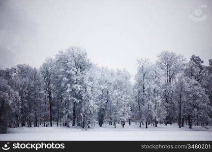 winter trees on snow white background