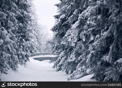 winter trees on snow white background